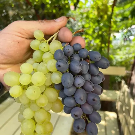 Lejlighed Tamas Sziveben- Egesz Evben Nyitva! Balatonföldvár