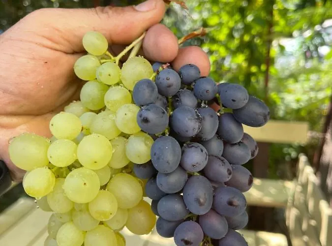 Lägenhet Tamas Sziveben- Egesz Evben Nyitva! Balatonföldvár